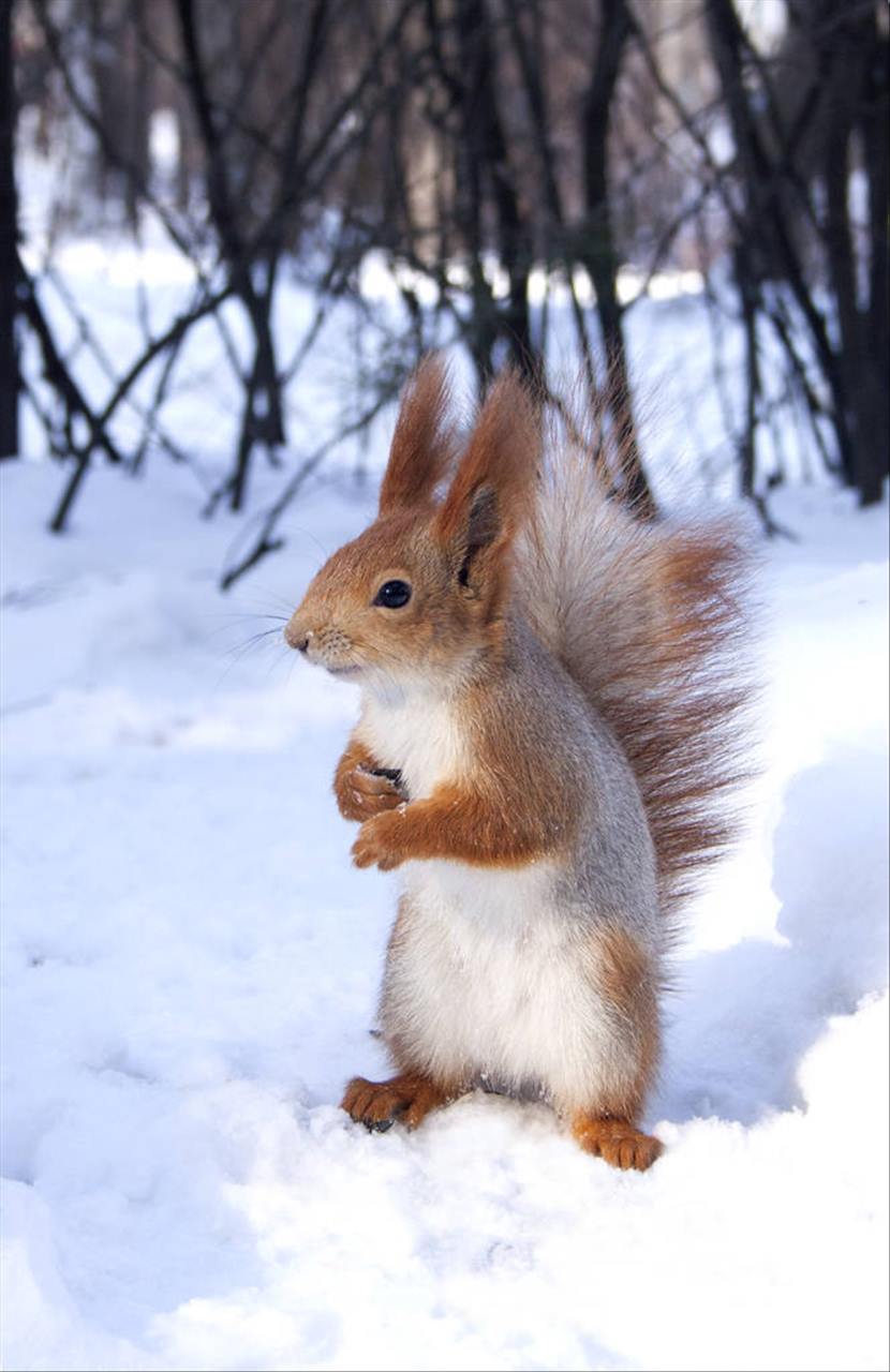 996女鼠一生婚姻状况