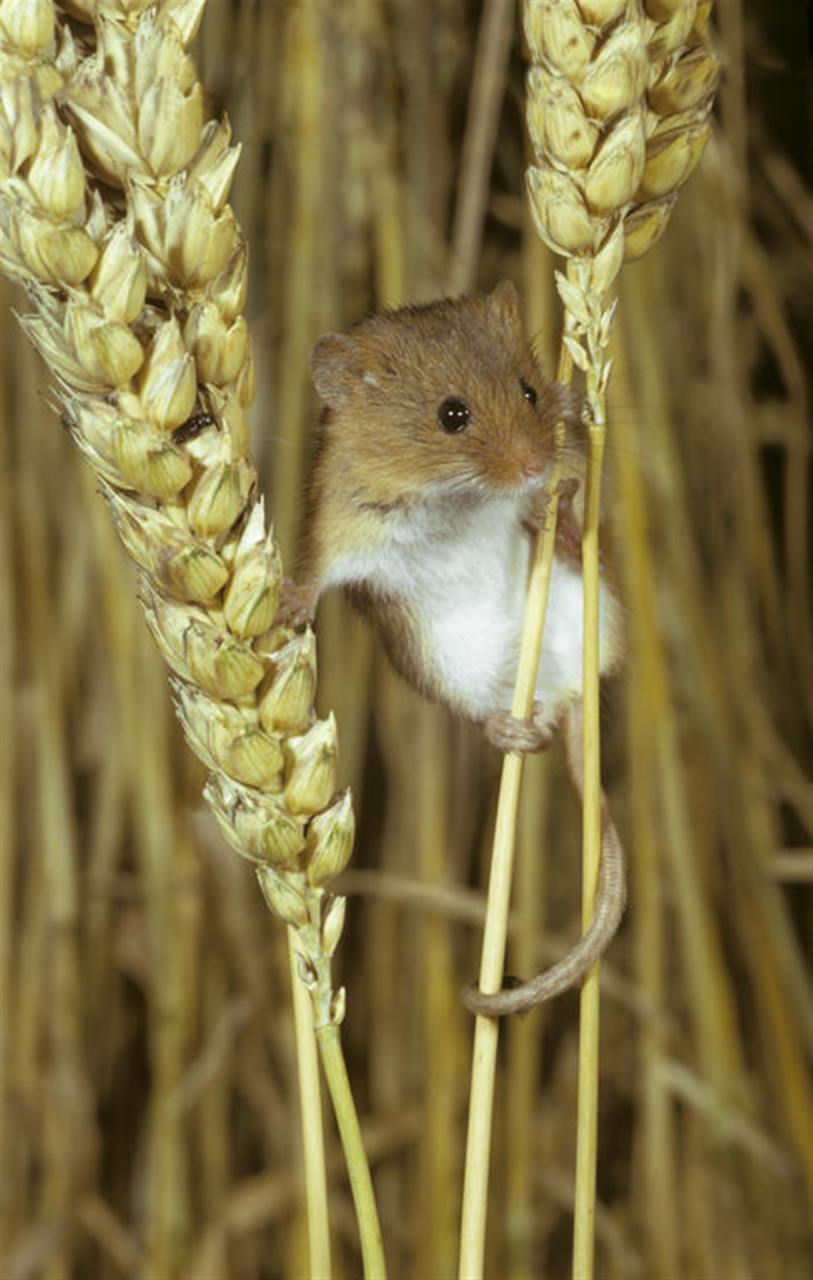 4年生肖鼠2022年运势