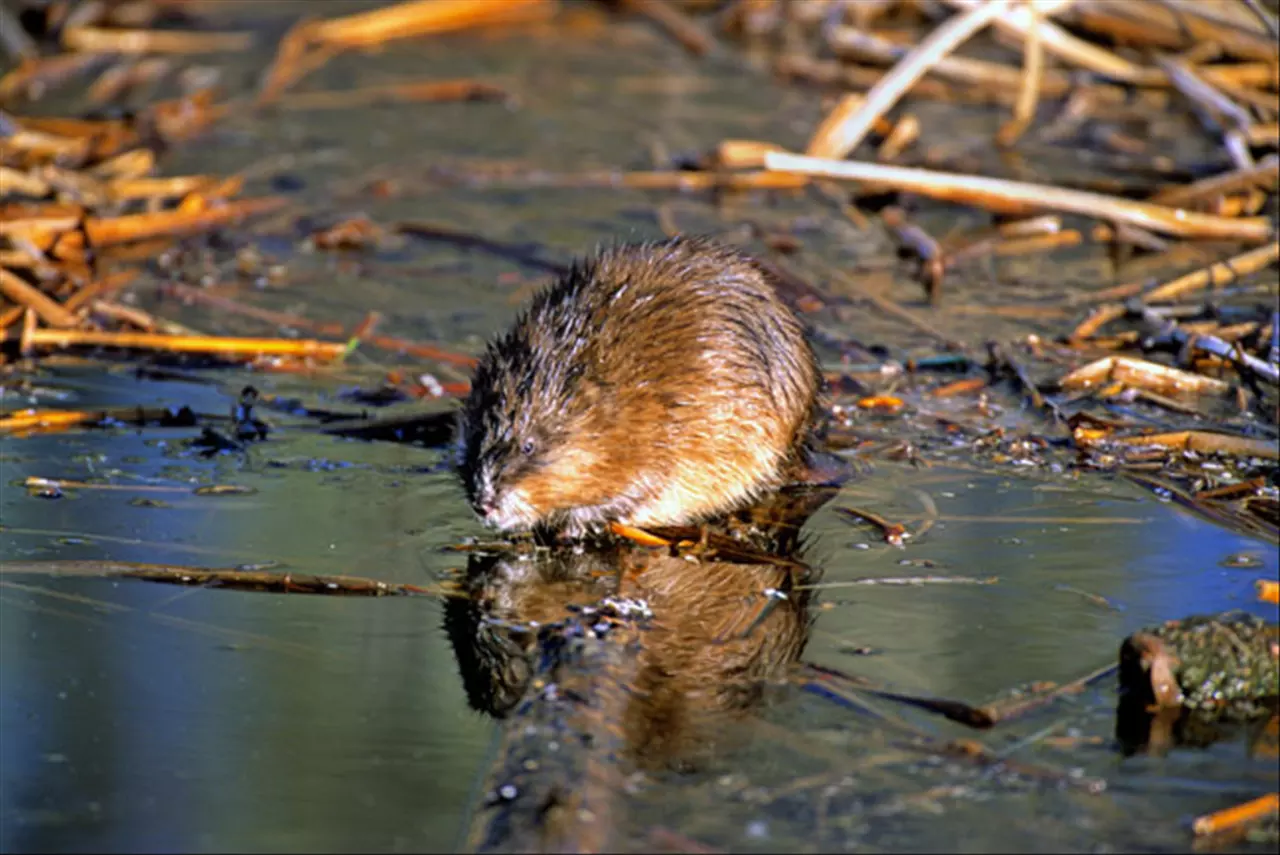 4年生肖鼠2022年运势