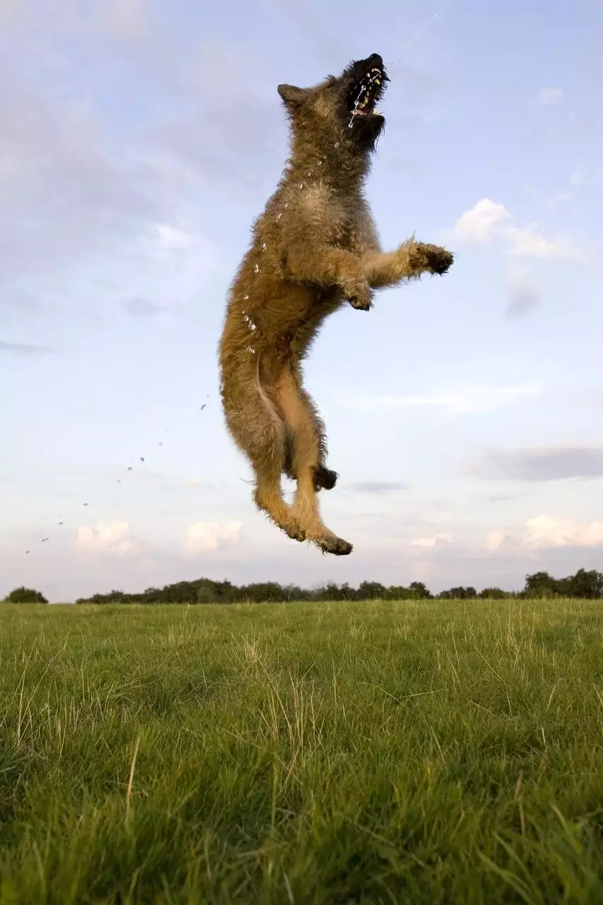 4年属狗人注定的婚姻