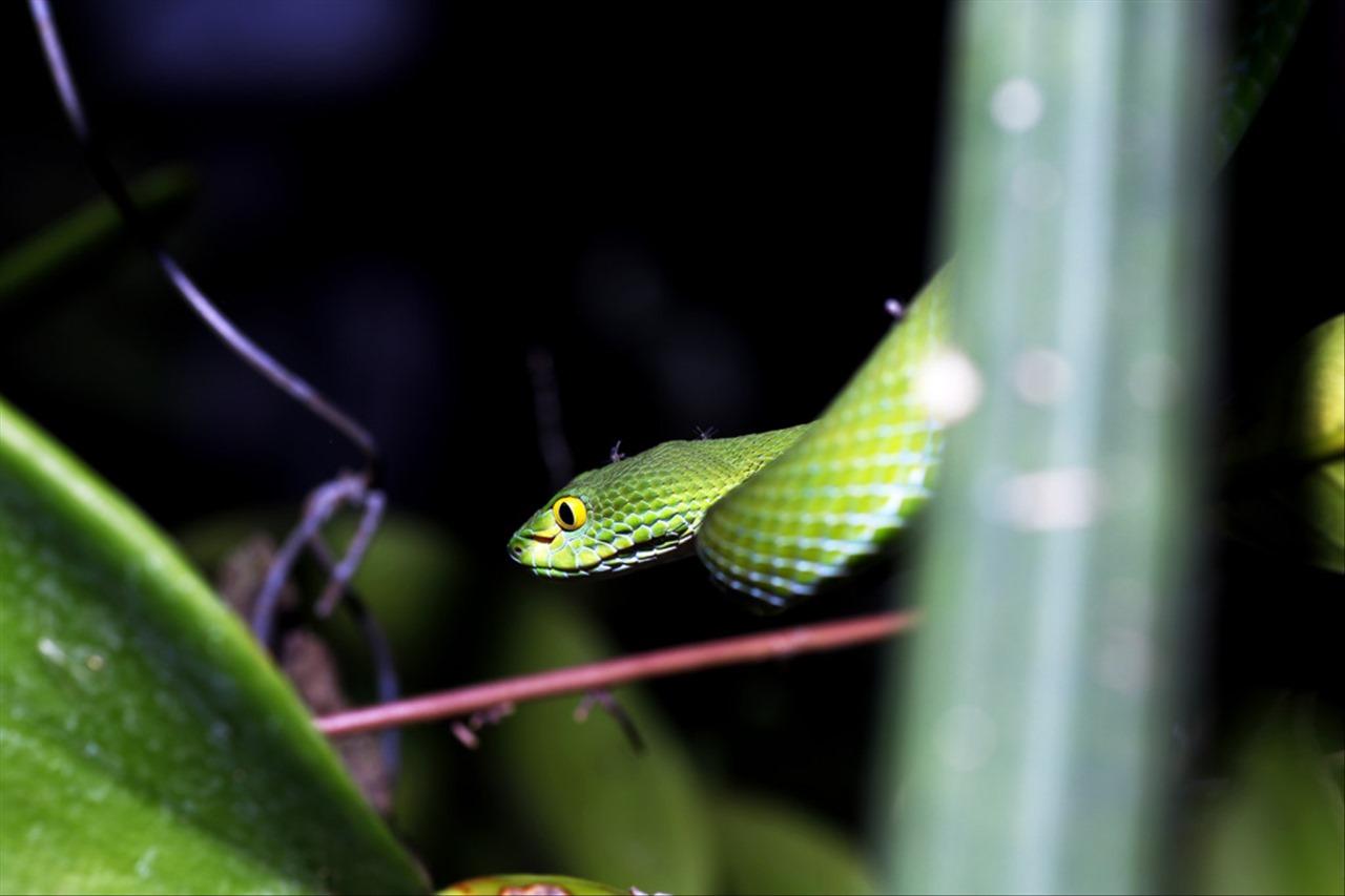 属鼠最忌讳的属相 属鼠人为什么运气不好