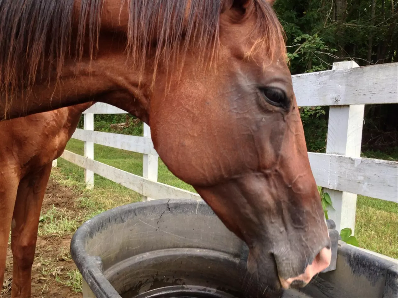 022年属马有两喜