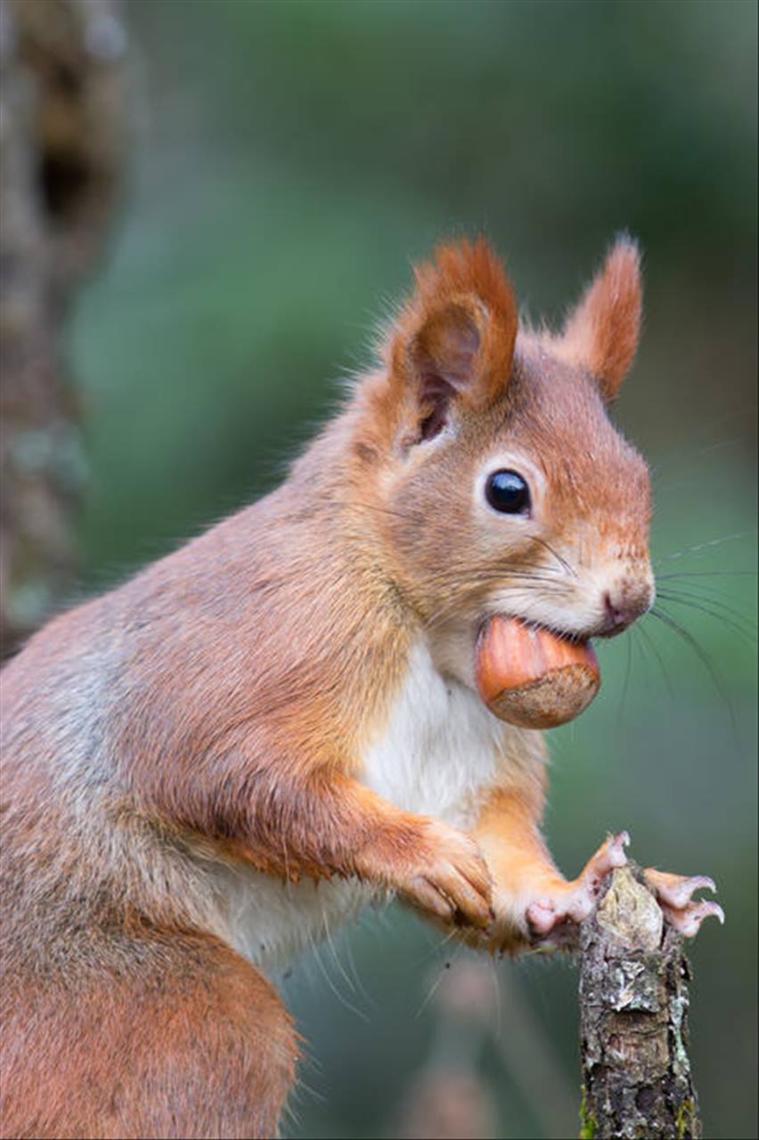 属鼠和属狗的合不合 鼠和狗在一起谁带财