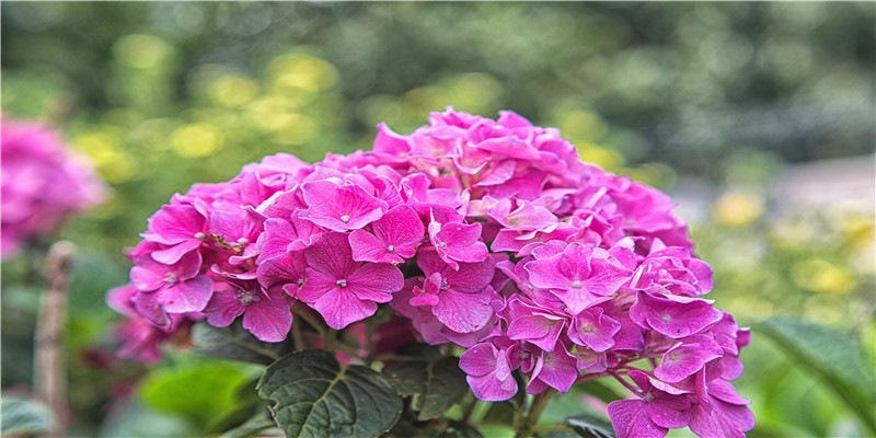 《食神》,郑则仕、林心如、陈志朋主演,梁小冰也参加了演出