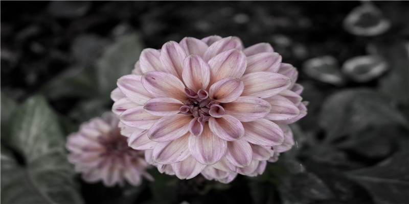 属龙今年多大了？属龙出生月命运简析，龙凤呈祥