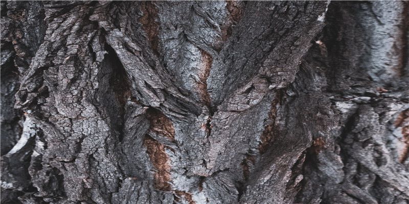 李居明谈饿木命饿火命改运学图文版详解