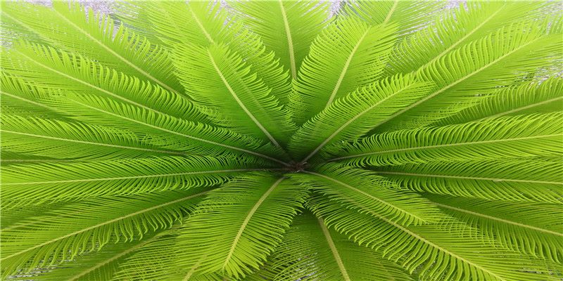 黄元御何以短寿？（兼议学医因缘）