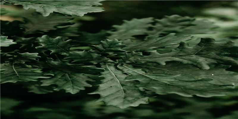 李居明谈饿木命饿火命改运学图文版详解