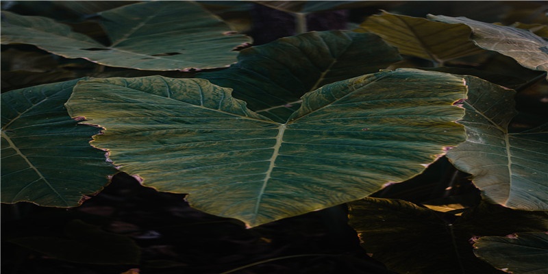 李居明谈饿木命饿火命改运学图文版详解