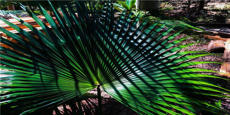 运动老鼠身上发现抗老细胞,合成抗老蛋白质有否可能?