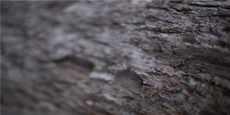 李居明谈饿木命饿火命改运学图文版详解