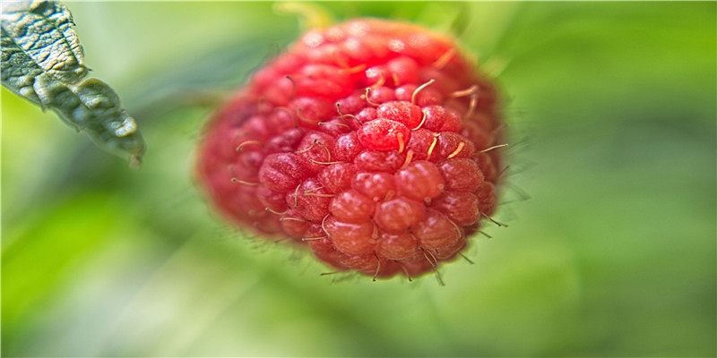 李居明谈饿木命饿火命改运学图文版详解