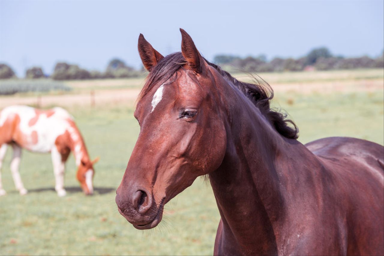 属马9月出生是什么命 农历9月属马人的命运