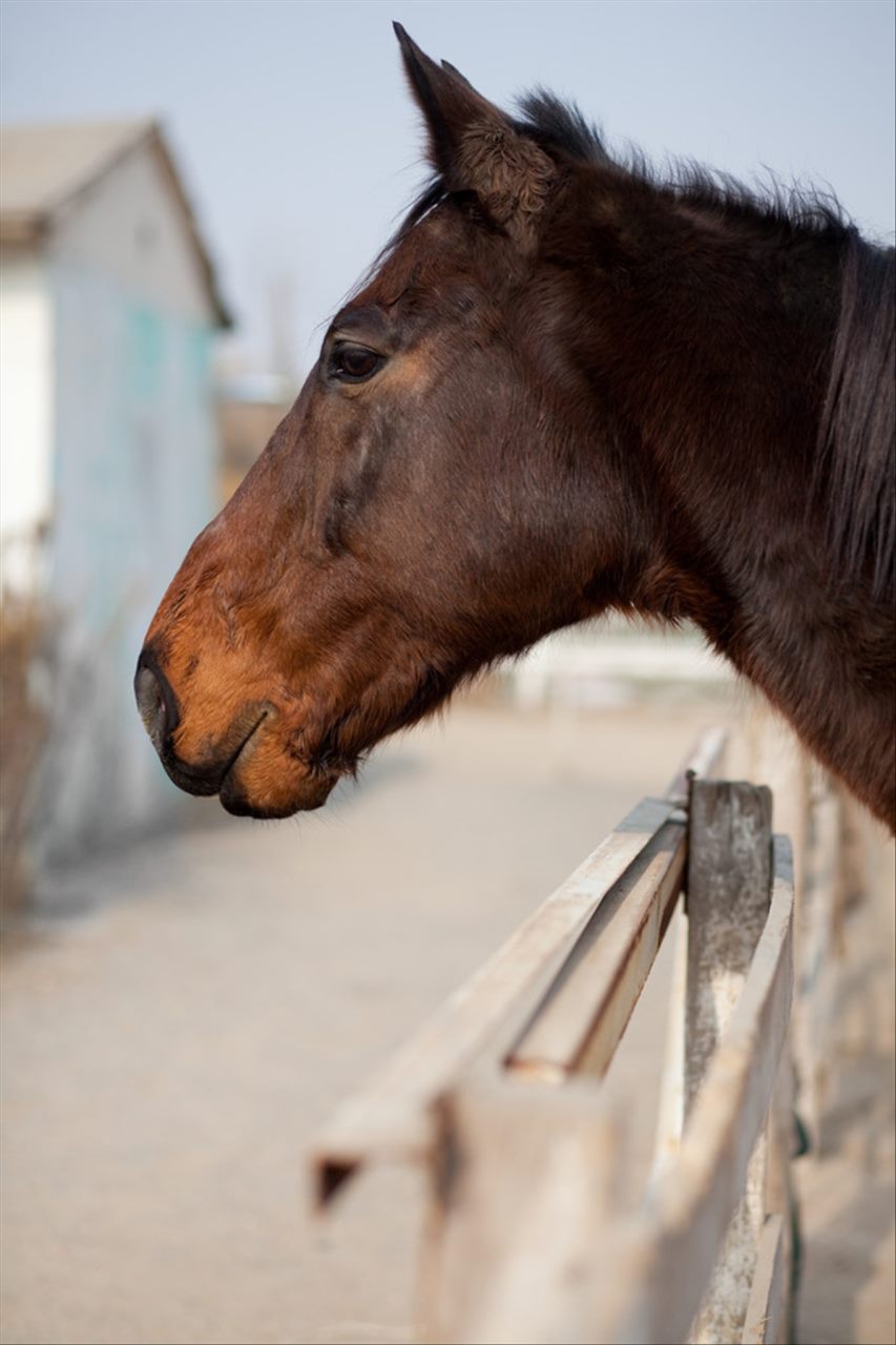 022年属马人财运