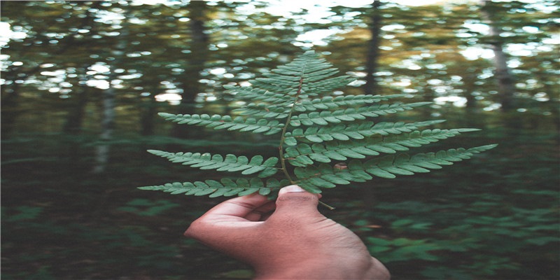 龙年几月出生最好