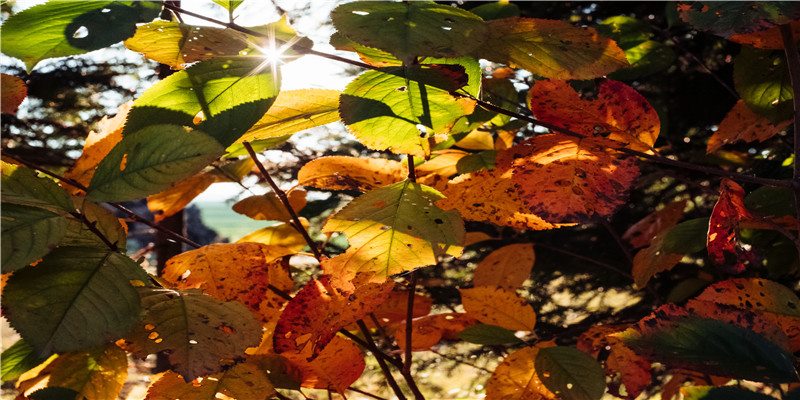 李居明谈饿木命饿火命改运学图文版详解