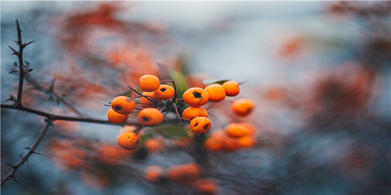 李居明谈饿木命饿火命改运学图文版详解