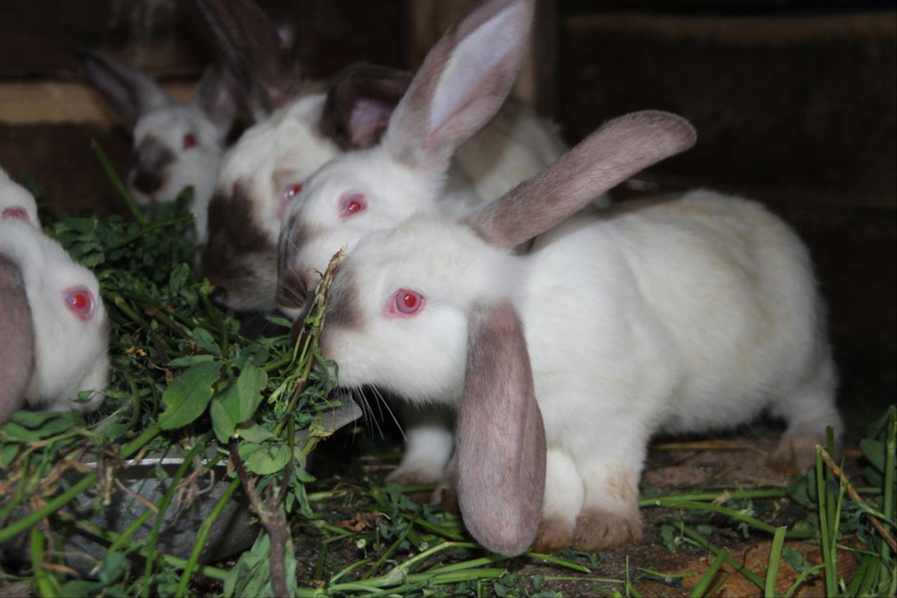 022兔的全年运势如何