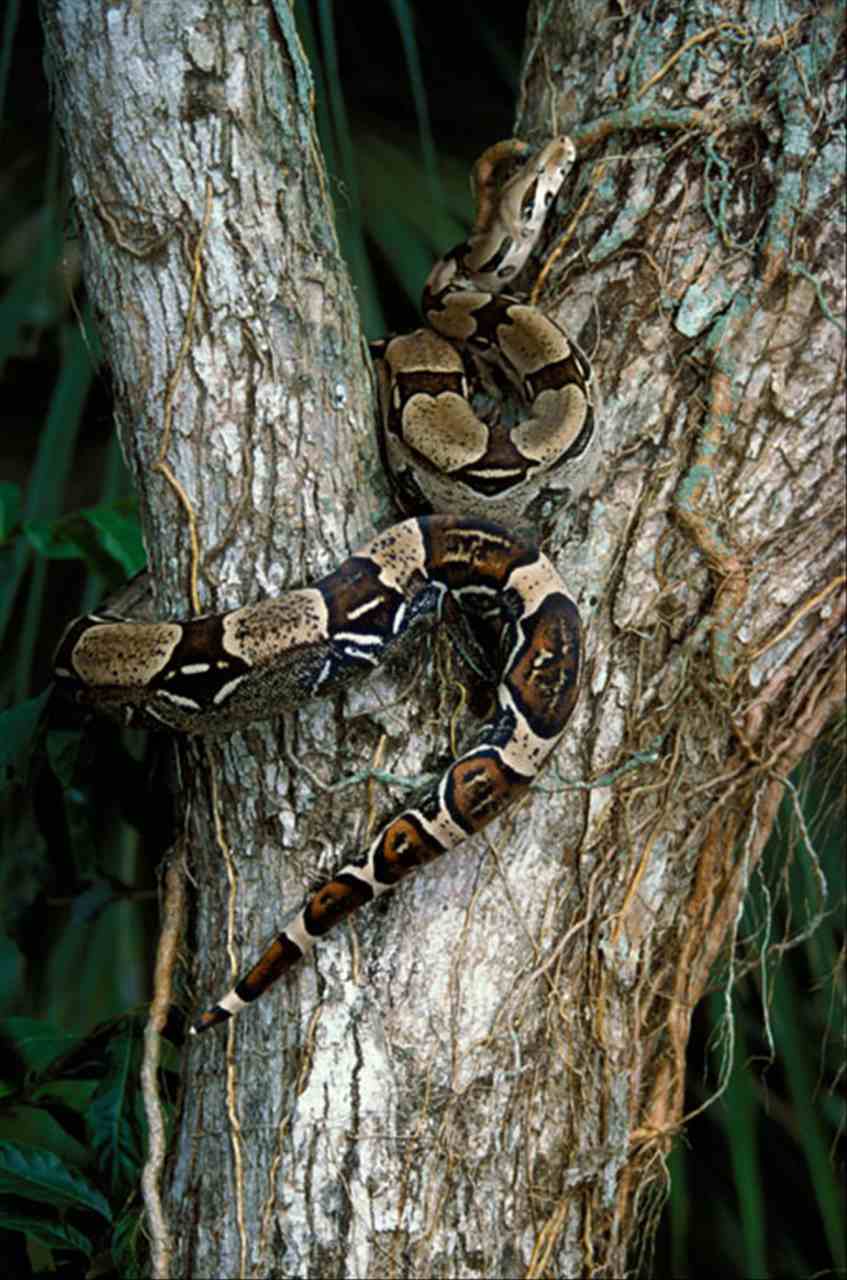 生肖蛇2022年两喜缠身 属蛇2022年运势及运程