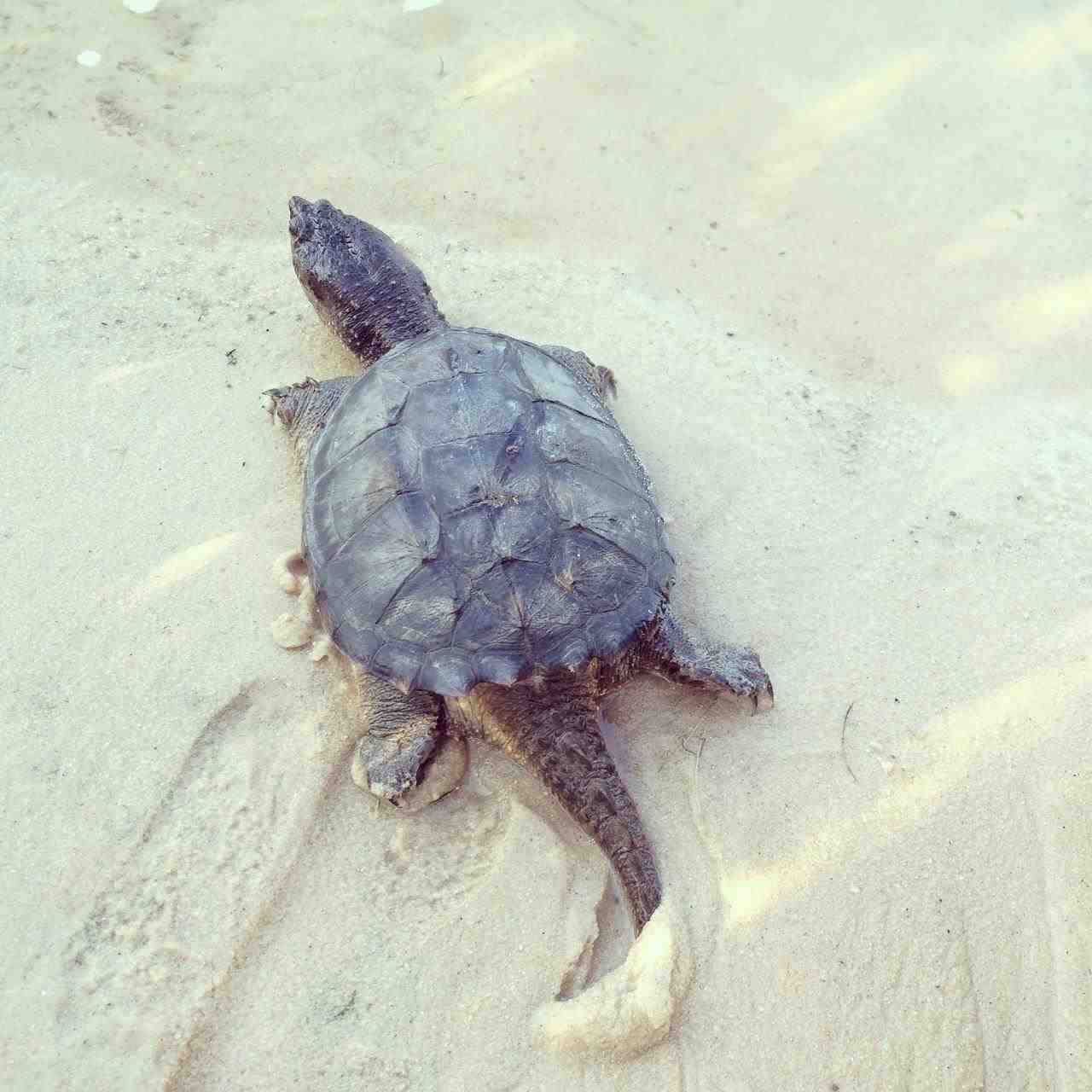 家庭养乌龟禁忌养龟穷三代 养龟养几只吉利