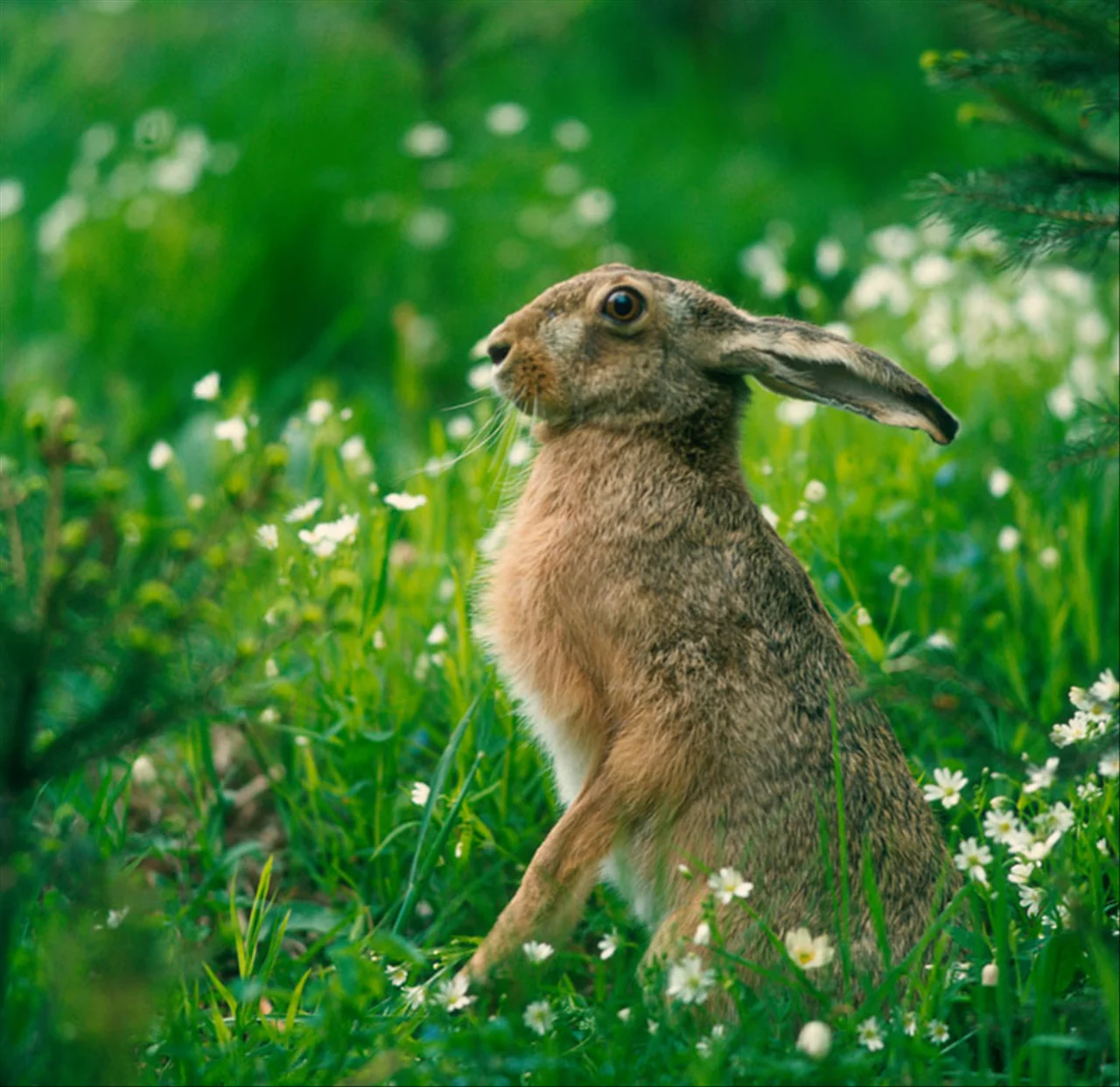属猴和什么属相最配、相克 属猴三合和三冲属相