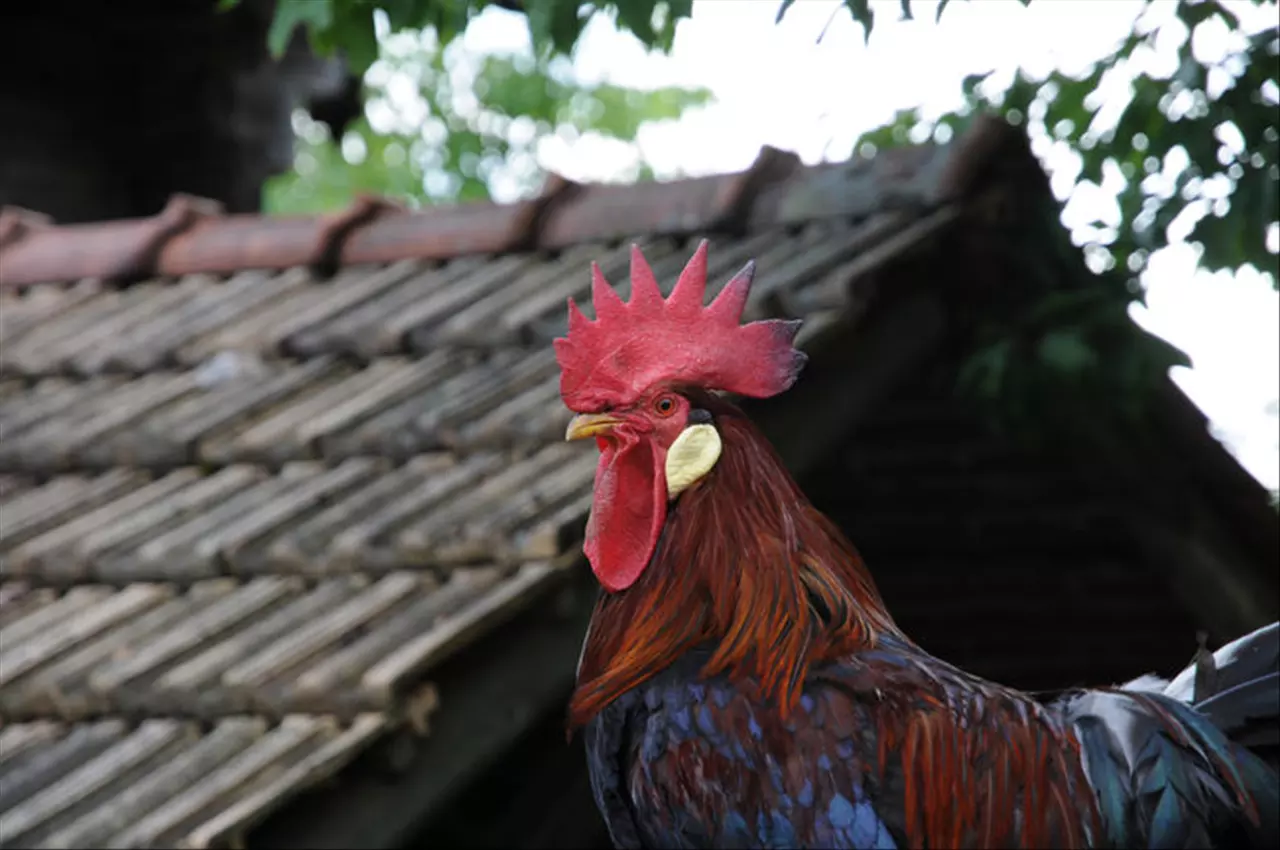 本命佛十二生肖本命佛 十二生肖本命佛排位