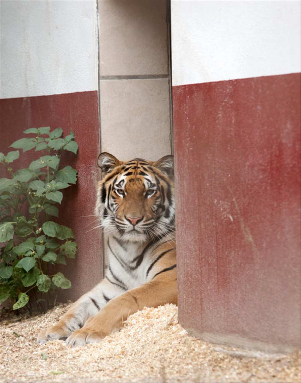 986年属虎旺财摆件