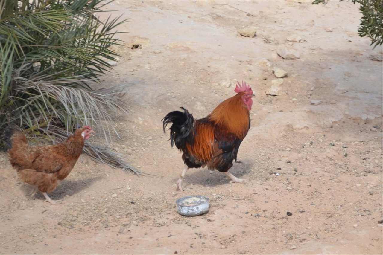 981年属鸡41岁大劫年