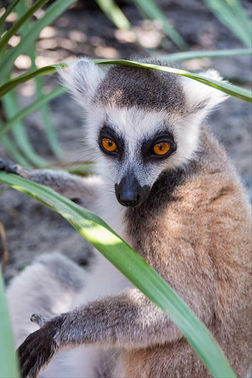 022年12生肖运势解析