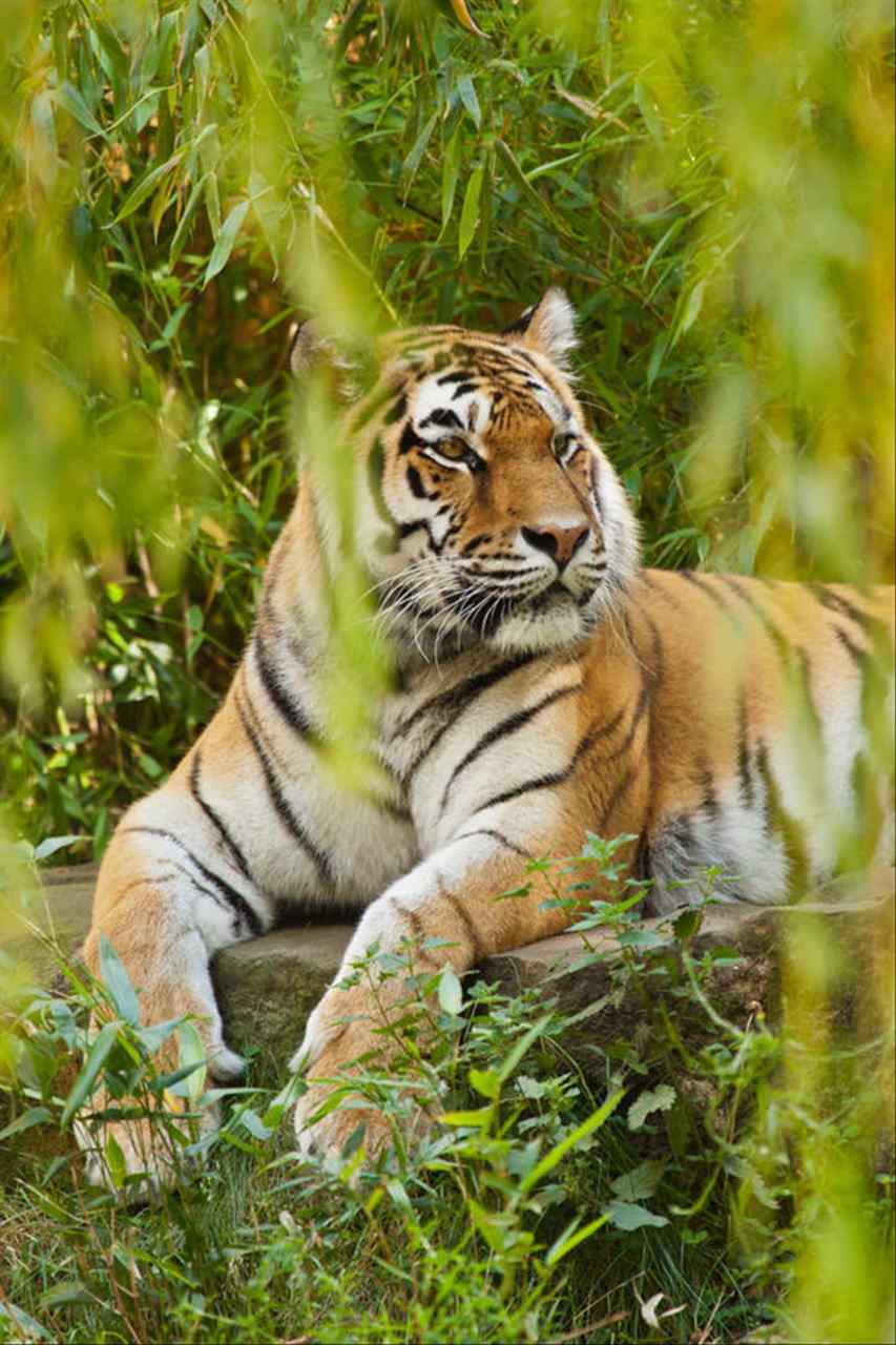 虎年属虎的运势怎么样 2022属虎人2022年财运运势