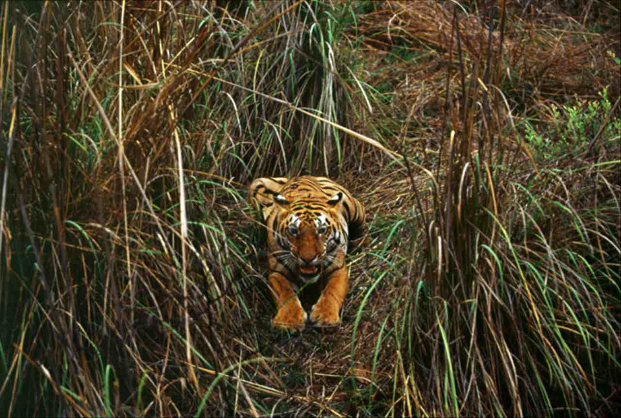 虎宝宝取名大全2022款 取名字的时候有哪些讲究