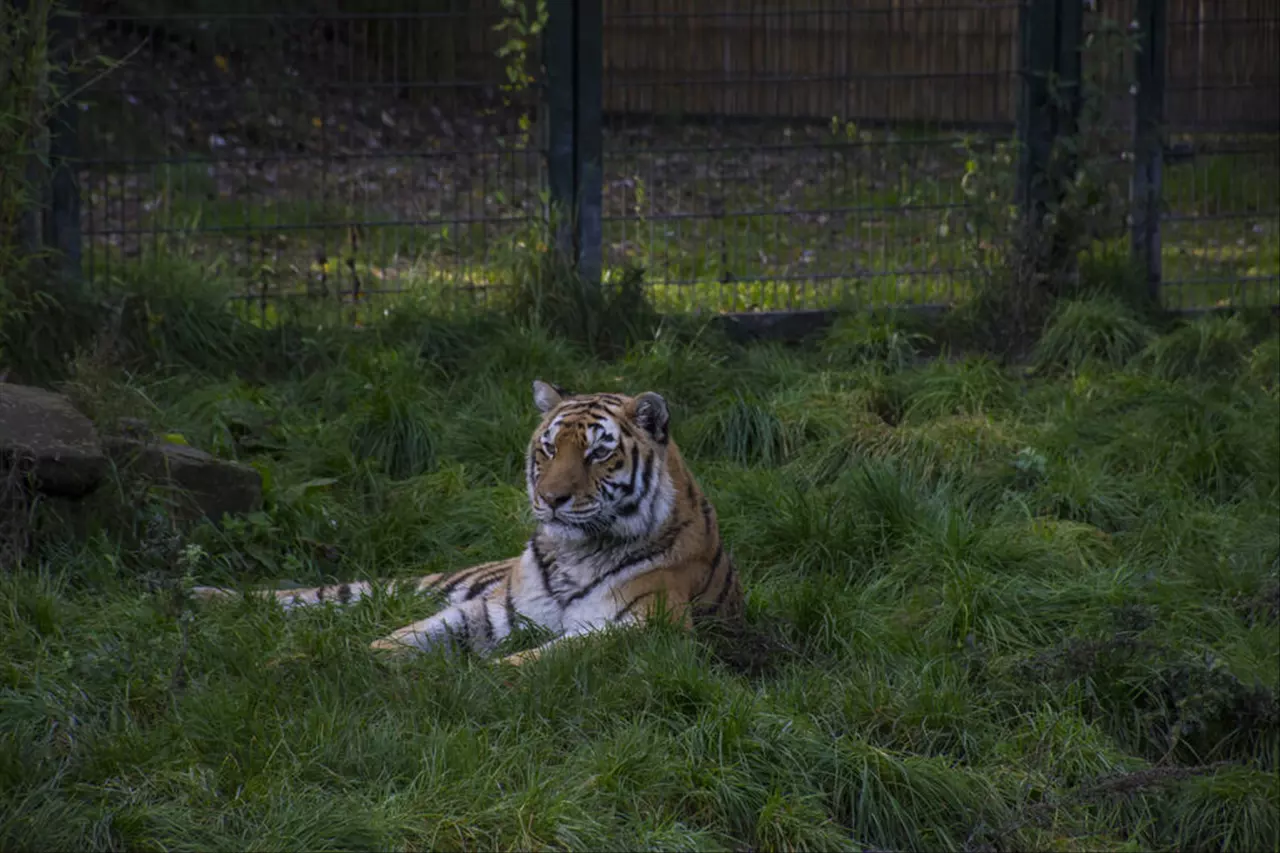 各个生肖要佩戴什么旺自己 十二生肖分别适合佩戴什么饰物