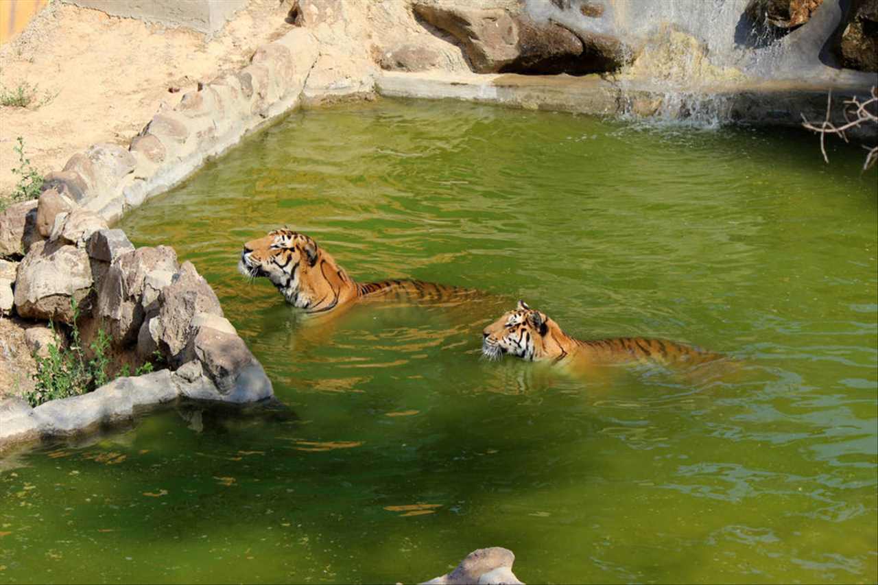 麦玲玲2022年虎年运程 麦玲玲2022年属虎佩戴