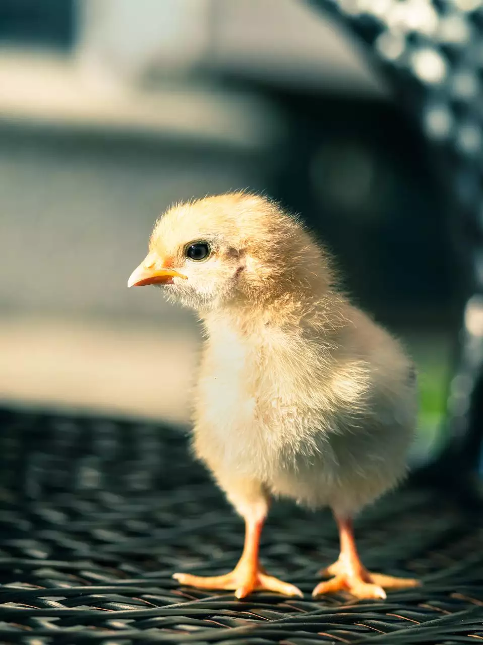 1年属鸡2022年必有一难