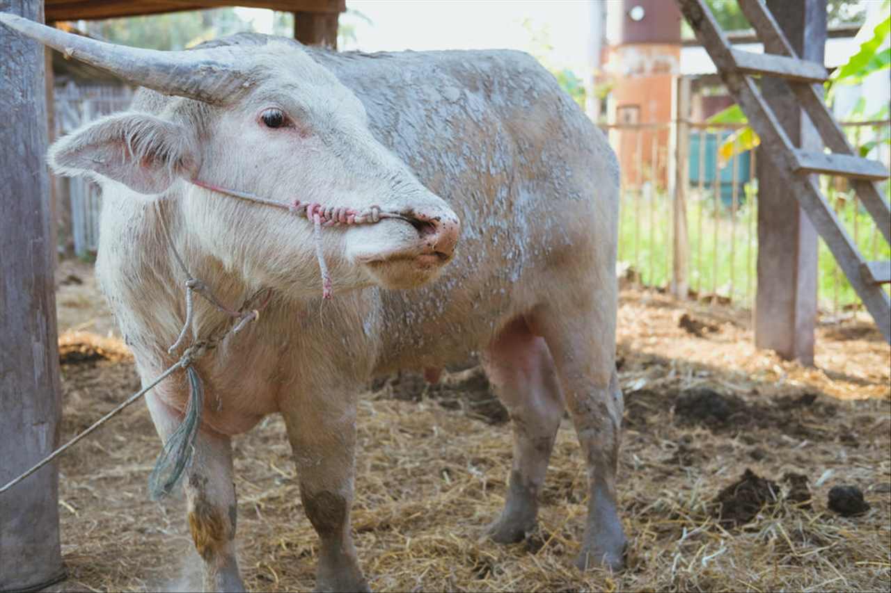 属牛出生最好六个吉日 黄大仙预言属牛的人