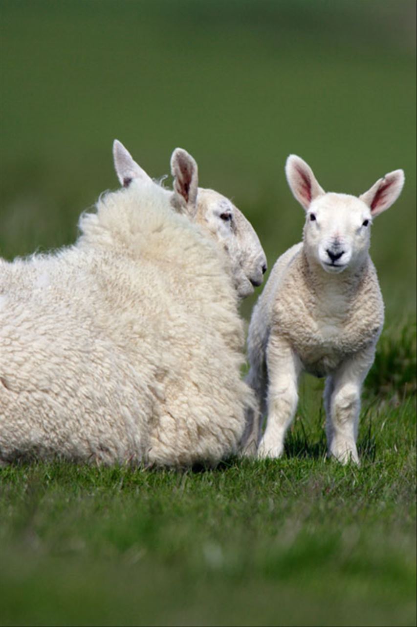 属羊人43岁79一难 1979年羊43岁运势