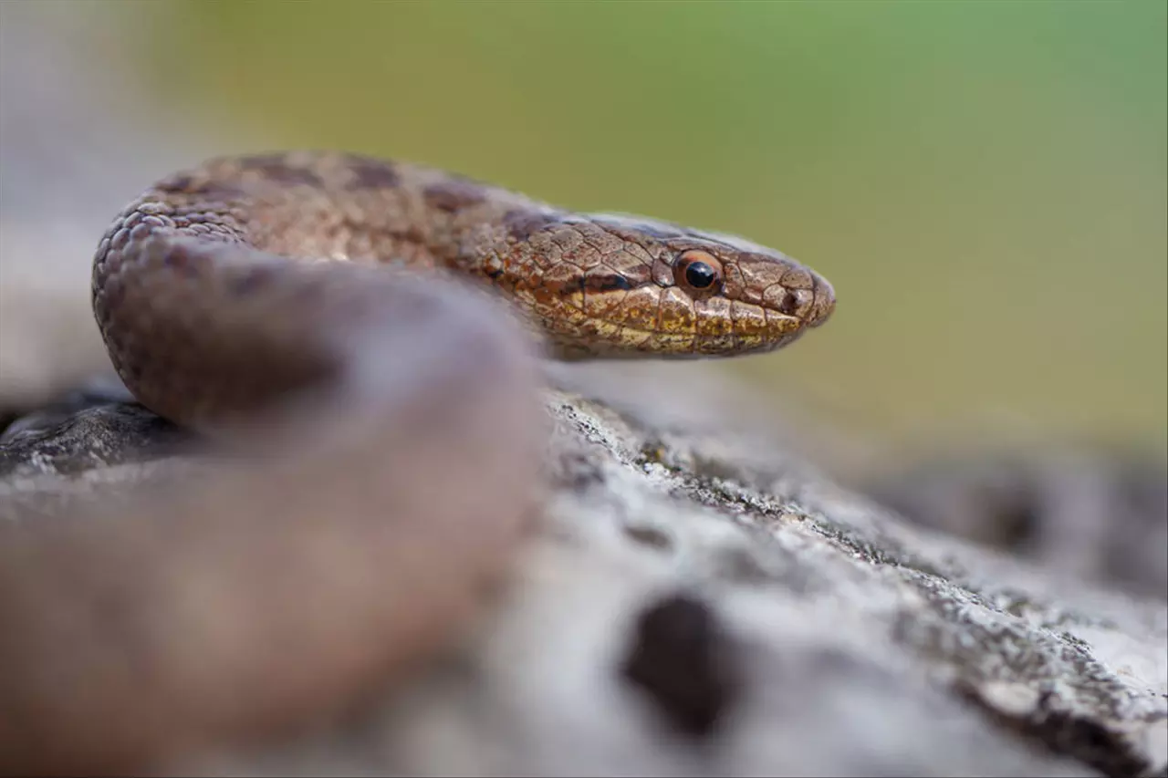属相婚配十二生肖年龄表 女人命最好的3个属相
