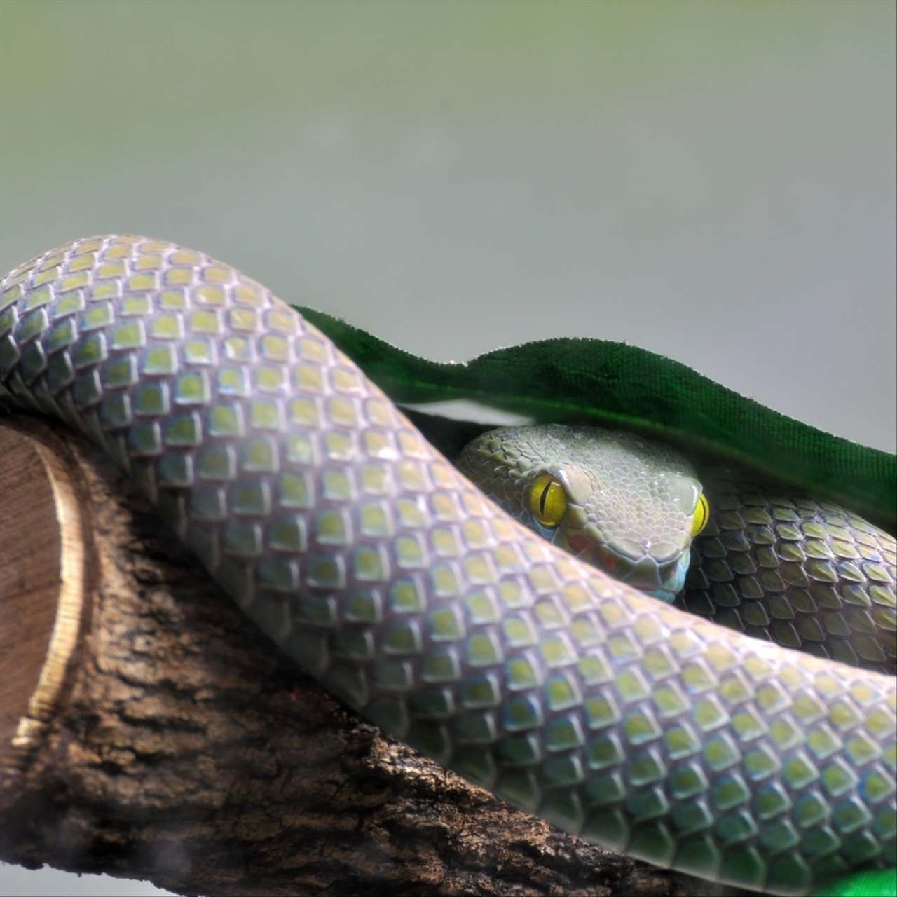 十二生肖最佳姻缘配对 最全十二属相婚配表