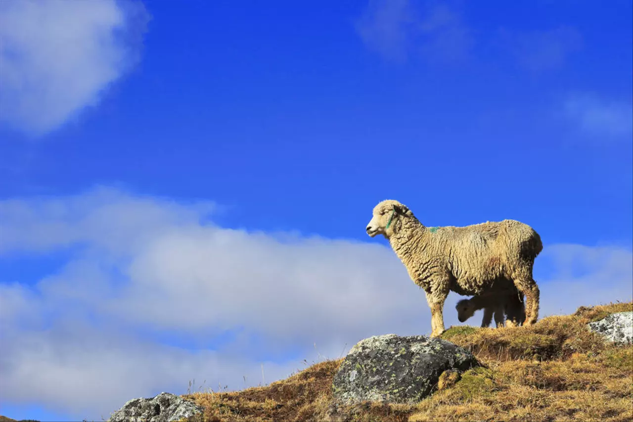 十二生肖最佳姻缘配对 最全十二属相婚配表