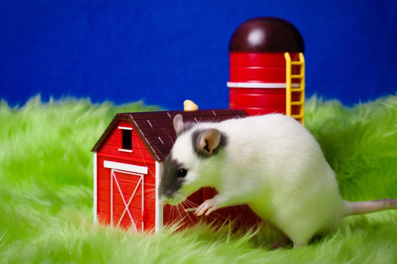 6年属鼠25岁有一灾