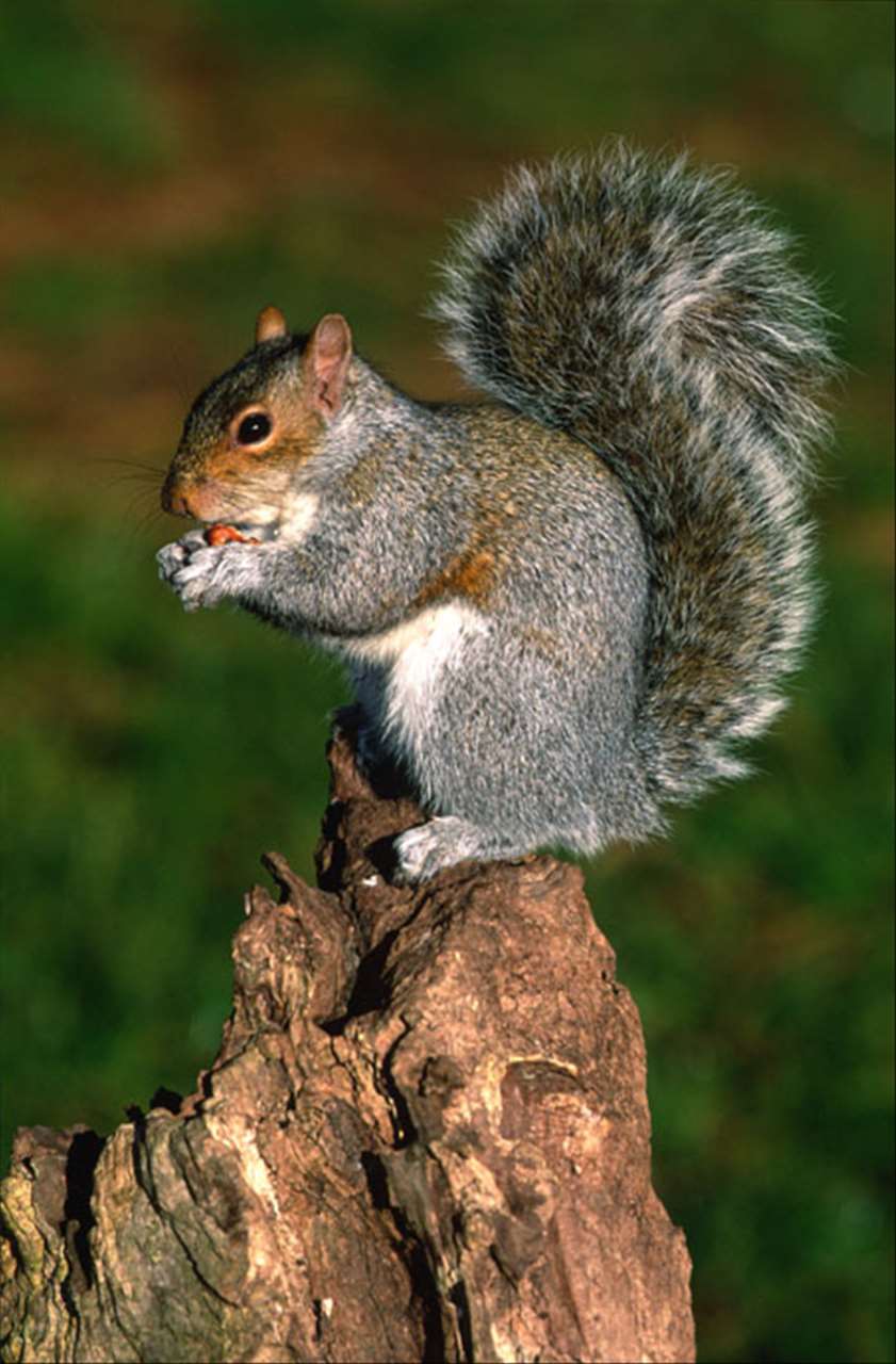 男属鼠和女属马合不合 属鼠和属马结婚案例