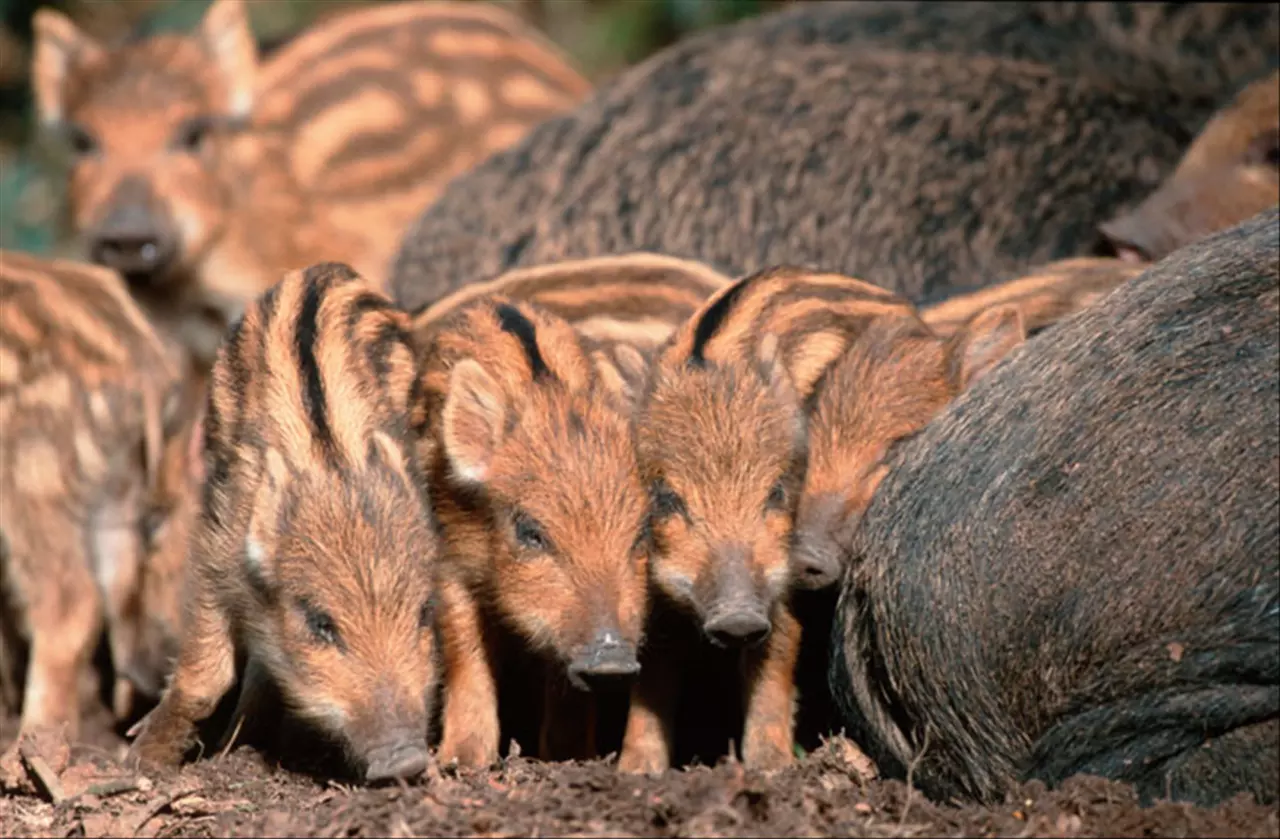 5属猪姻缘何时到