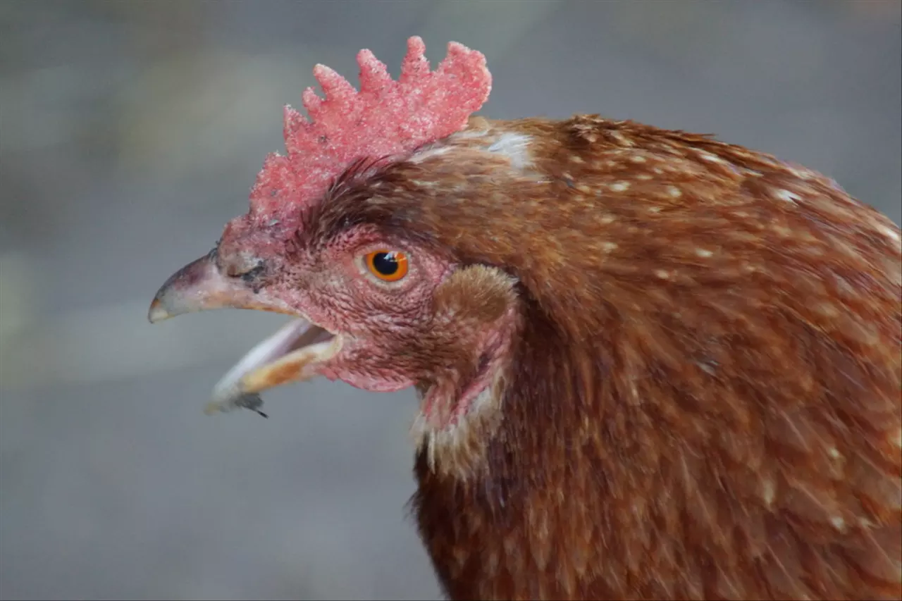 022年属鸡人有两喜