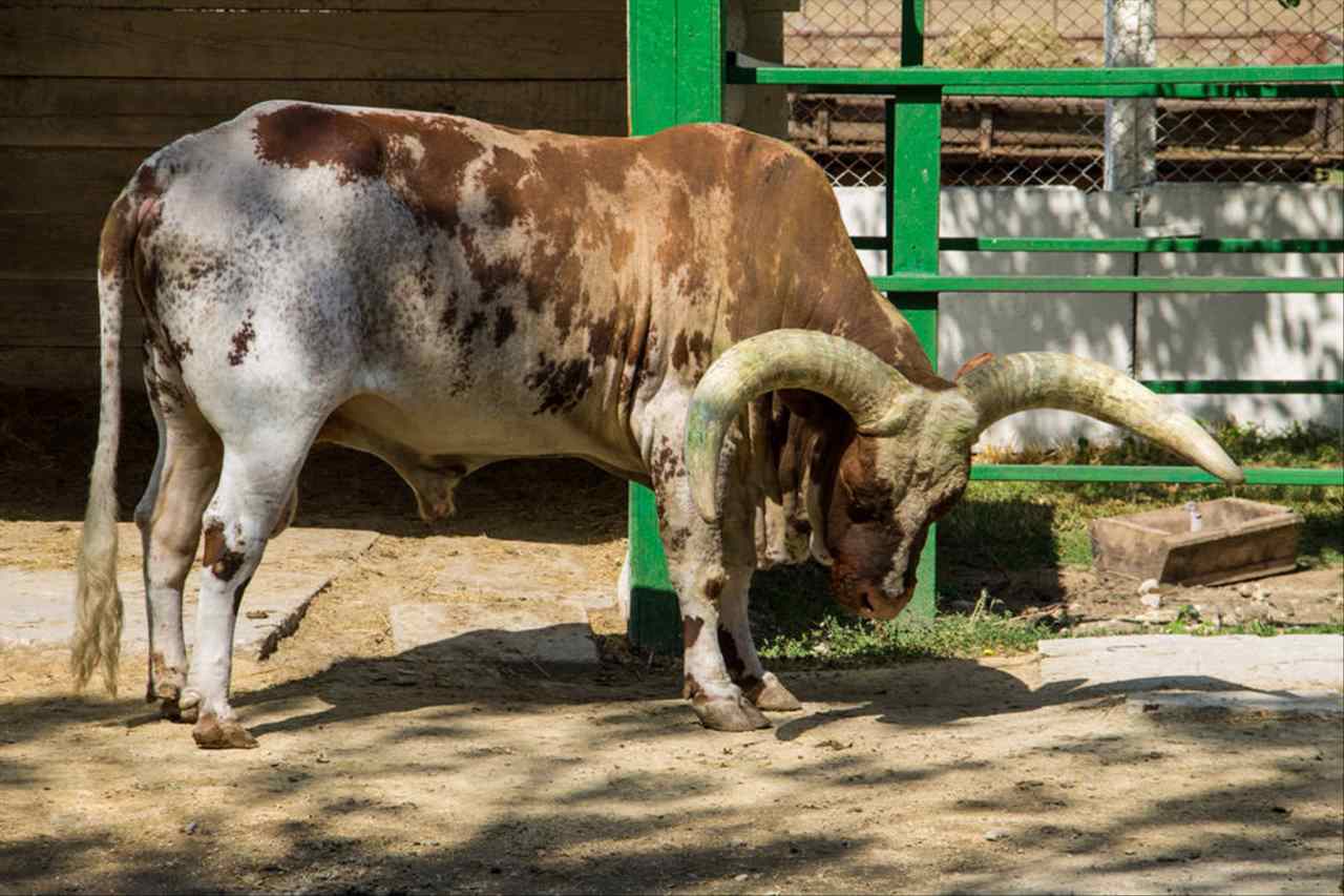 朱砂最旺的属相 什么属相不适合戴朱砂