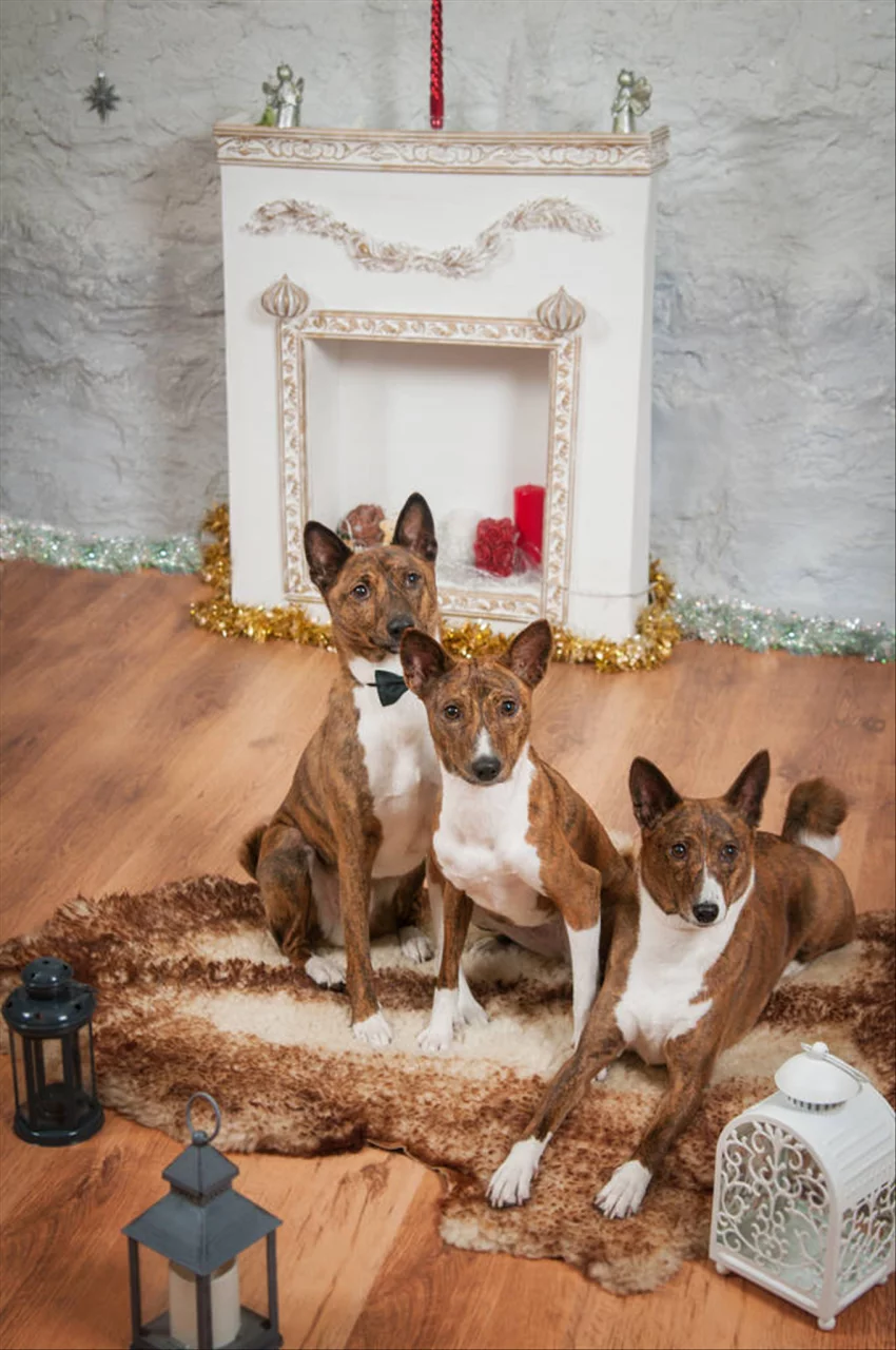 2年狗2022年必有一难 82年狗在2022年怎么样"