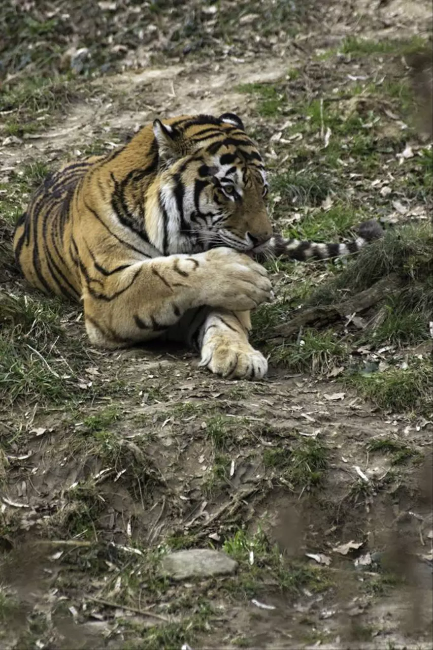 022属相月份运势及运程