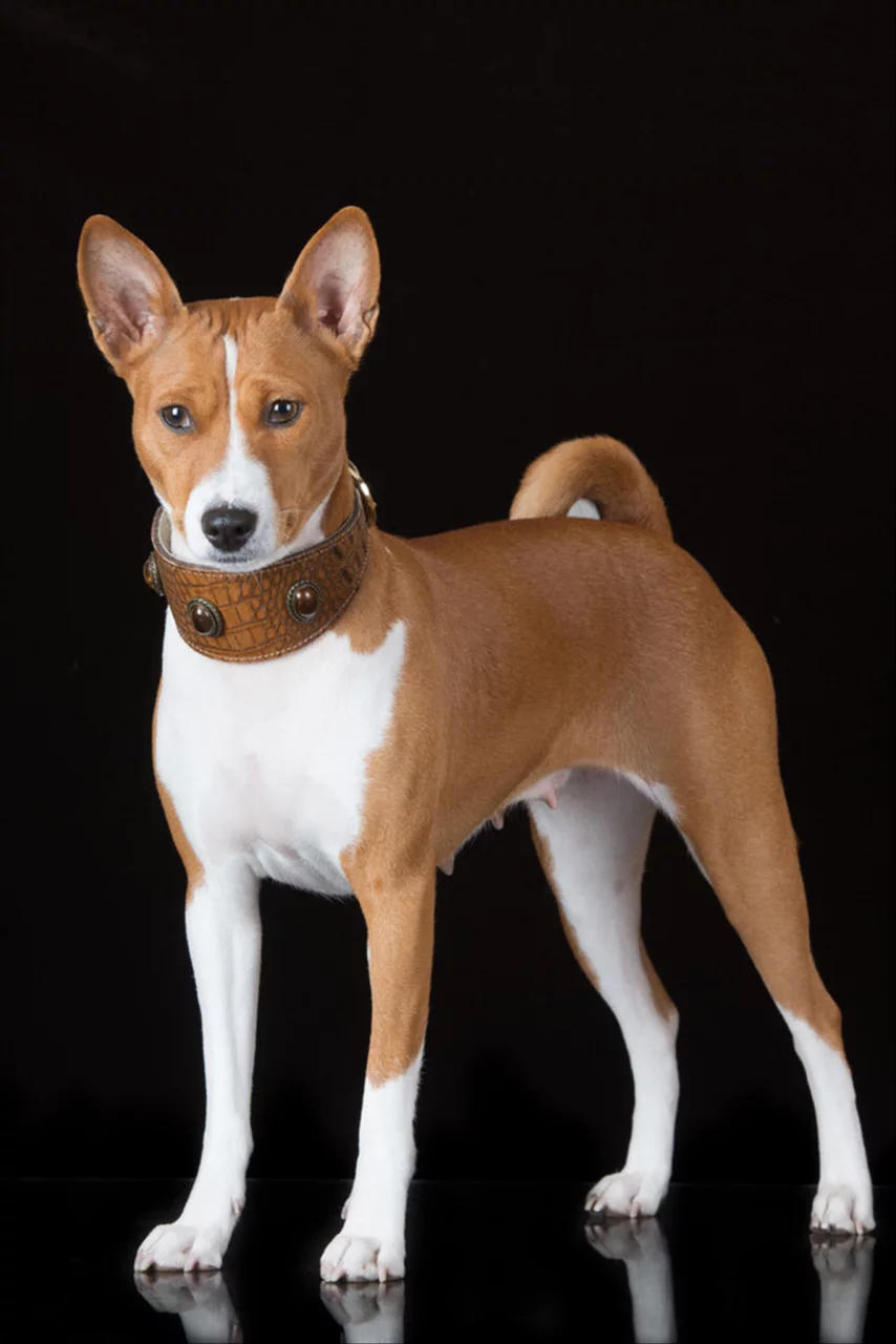 2年狗2022年必有一难 82年狗在2022年怎么样"