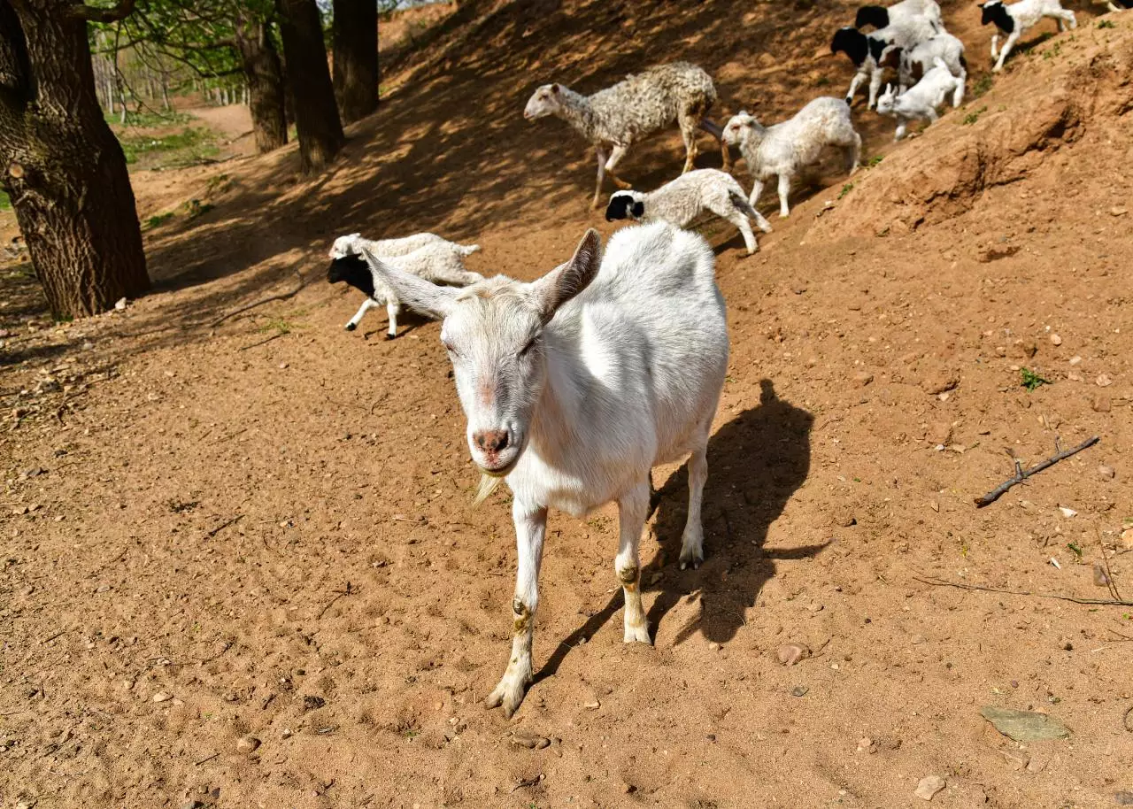 属羊的2022年运势和财运怎么样 属羊的2022年运势怎么样