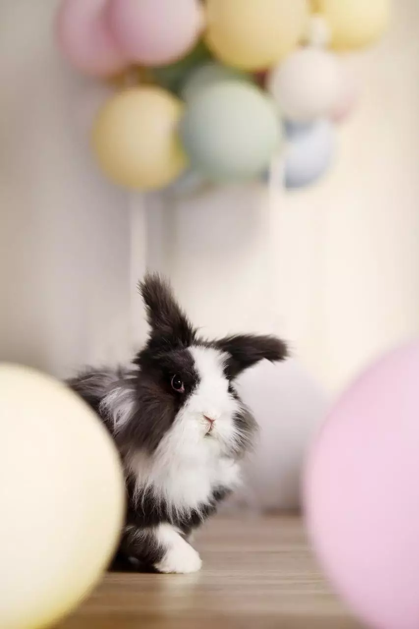 023年兔宝宝忌讳几月出生 2023年兔宝宝几月出生最好"