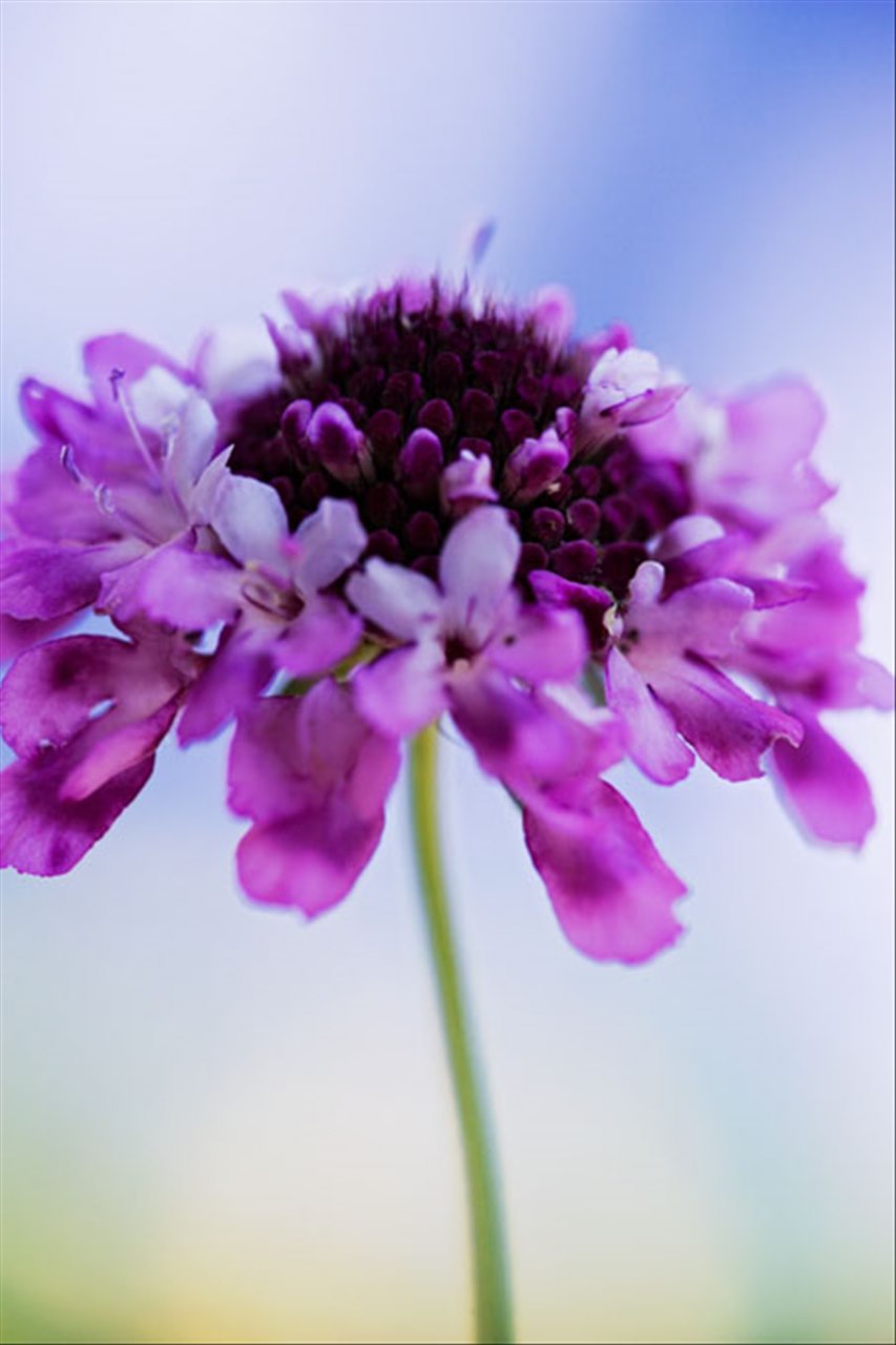 女方父母反对百分之99成了 女方父母反对应该怎么办